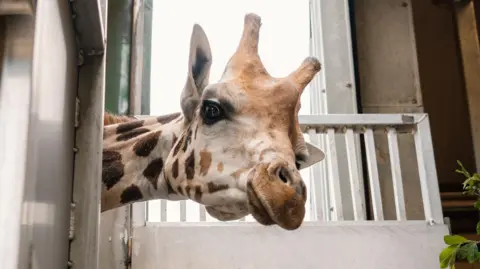 Nova chegada pode ajudar a salvar girafas raras