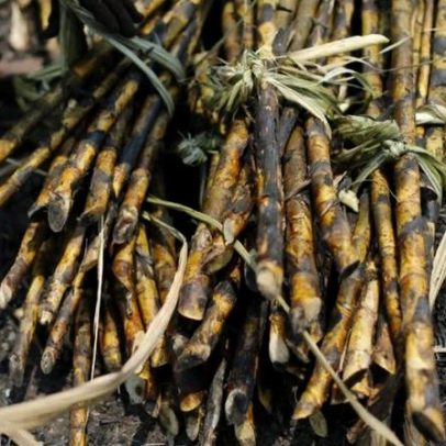 Clima quente afeta safras na Ásia com formação de El Niño severo