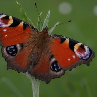 Borboleta favorita da Grã-Bretanha é beleza comum do quintal