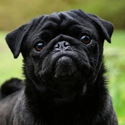 Dados indicam queda na popularidade de cães de rosto achatado no Reino Unido