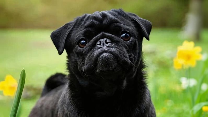 Dados indicam queda na popularidade de cães de rosto achatado no Reino Unido