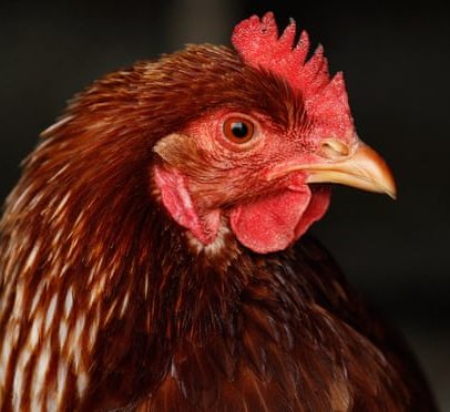 Gripe aviária: sintomas e segurança de consumir frango e ovos