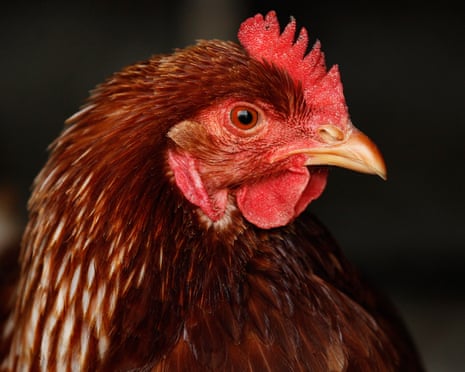 A hen stands inside a chicken shed at a farm Bungendore