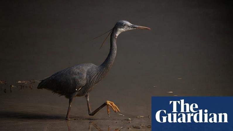 Garça-tropical avista no Reino Unido pela 1ª vez, atraindo observadores de aves