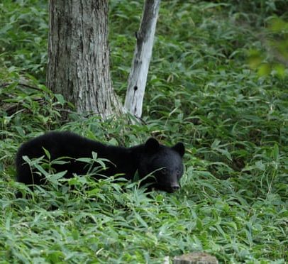 Cidade japonesa fecha quase 100 escolas após avistamento sem precedentes de urso