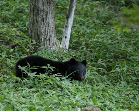 File image of a black bear in Iwate prefecture, Japan. A record 50,000 bear sightings have been reported this year in Japan.