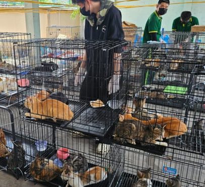 Polícia vietnamita resgata centenas de gatos roubados para carne