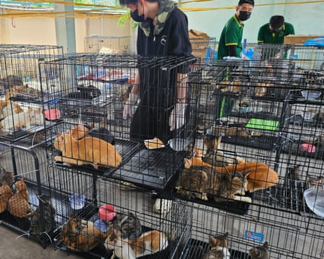 Police discovered 45 cages containing about 400 live cats, and 21 others at a separate location. About 80 cats were found dead.