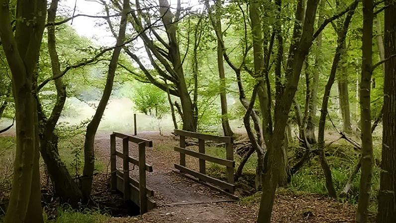 Pesquisa aponta aumento significativo de bosques antigos