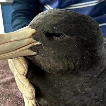 Avícolas da Austrália Ocidental entram em lockdown após H5N1 em aves silvestres