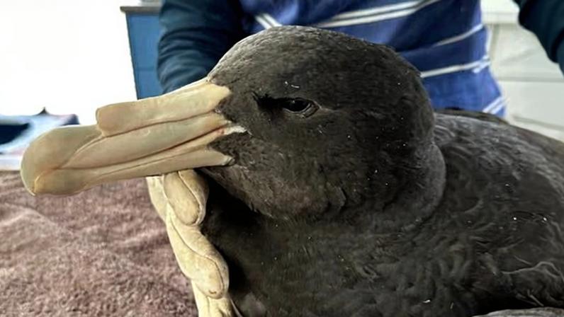 A Department of Primary Industries and Regional Development veterinarian tests a northern giant petrel for H5N1 bird flu. The bird was brought into care on 18 June from Wylie Bay beach in Western Australia.