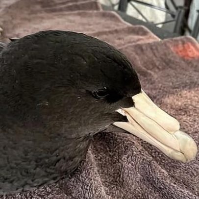 Brown skuas e giant petrels raramente aterrissam; achados em WA preocupam