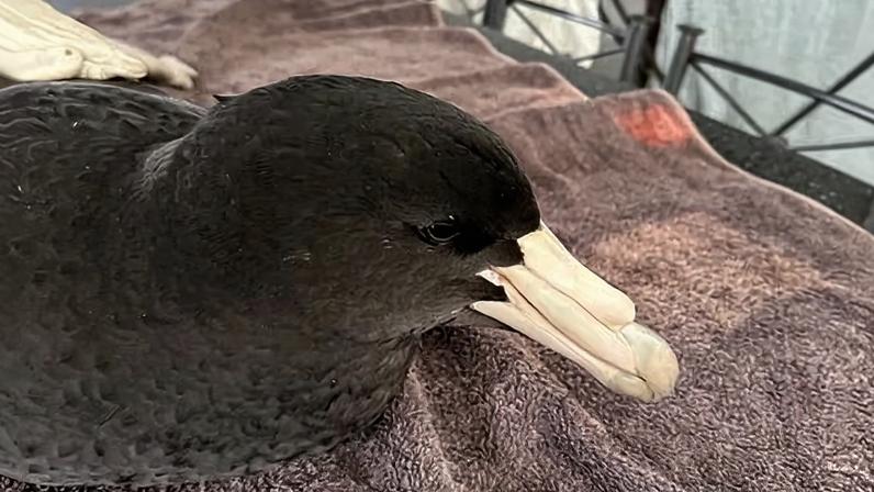 Brown skuas e giant petrels raramente aterrissam; achados em WA preocupam