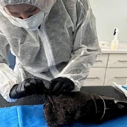 Gripe aviária no Sul da Austrália; petrel infectado eleva H5N1 a três casos