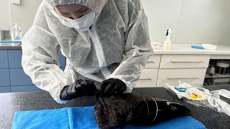 Gripe aviária no Sul da Austrália; petrel infectado eleva H5N1 a três casos