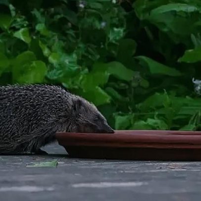 A pequena rodovia que ajuda os ouriços da capital