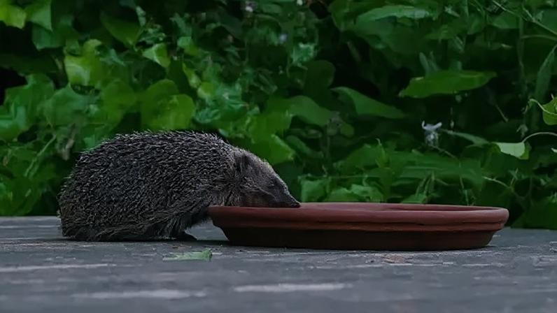 A pequena rodovia que ajuda os ouriços da capital