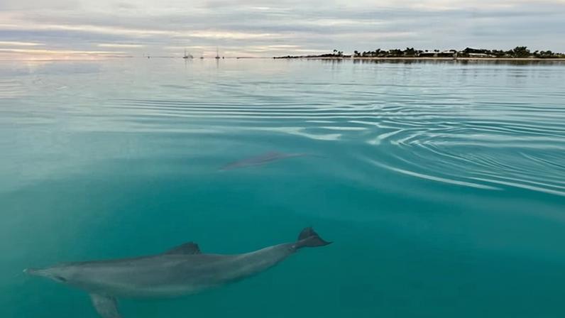 Adult female dolphin in Shark Bay, Australia