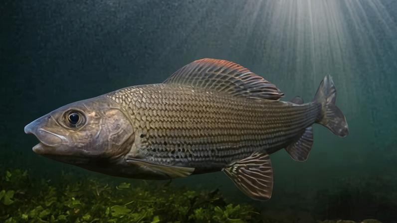 A grayling in the River Anton in Hampshire. ‘They are elegant, charismatic and absolutely deserve the same respect as salmon and trout,’ says Lovejoy.