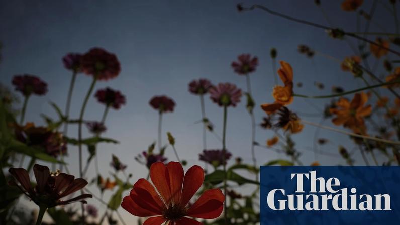 GCSE de História Natural ensina jovens a criar jardins com flores silvestres