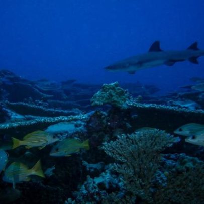 EUA permitem pesca comercial em áreas protegidas marinhas do Pacífico