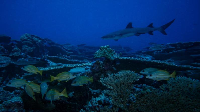 A shark swims past fish on a coral reef in Papahānaumokuākea Marine National Monument. Image by Andrew Gray/NOAA via Flickr (CC BY-NC 2.0).