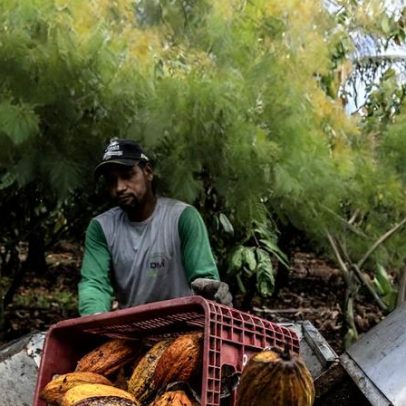 El Niño eleva incerteza e ameaça mercado global do cacau
