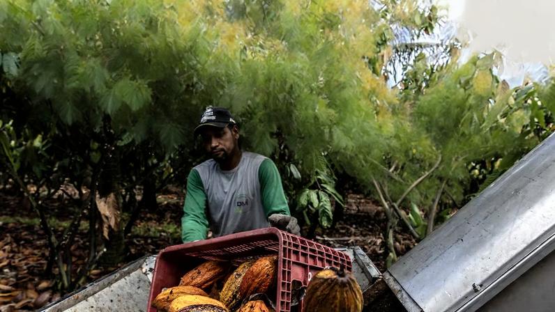 El Niño eleva incerteza e ameaça mercado global do cacau