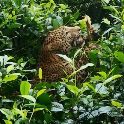 Mortes de leopardos no Sri Lanka em área de convivência com humanos