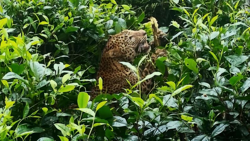 Mortes de leopardos no Sri Lanka em área de convivência com humanos