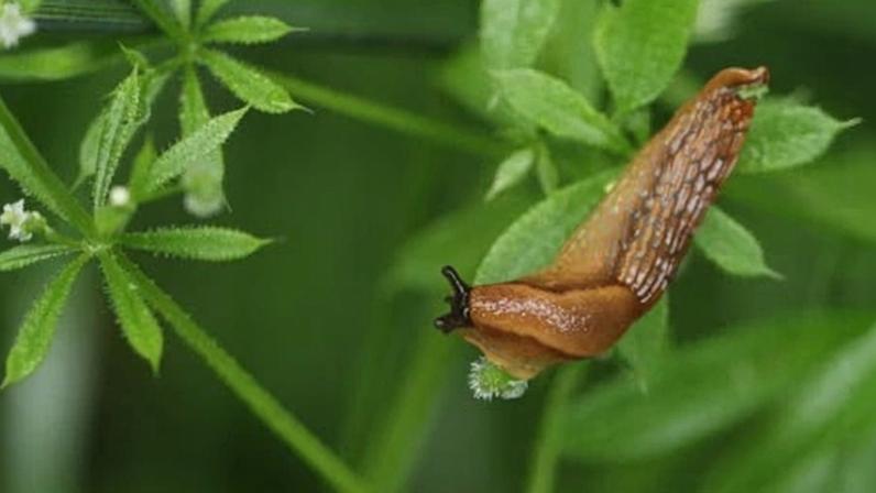 Fazendeiros ingleses ajudam a criar ferramenta para reduzir o uso de pesticidas