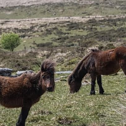 Natural England e MPs pedem mudança para parar abate de pôneis de Dartmoor