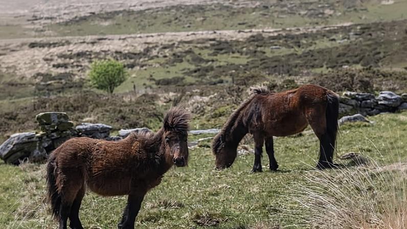 Natural England e MPs pedem mudança para parar abate de pôneis de Dartmoor