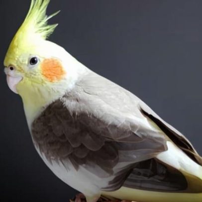 Especialistas dizem que masturbação entre aves é natural e não deve ser punida