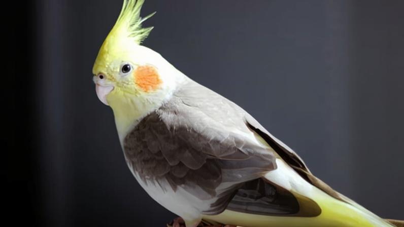 Especialistas dizem que masturbação entre aves é natural e não deve ser punida