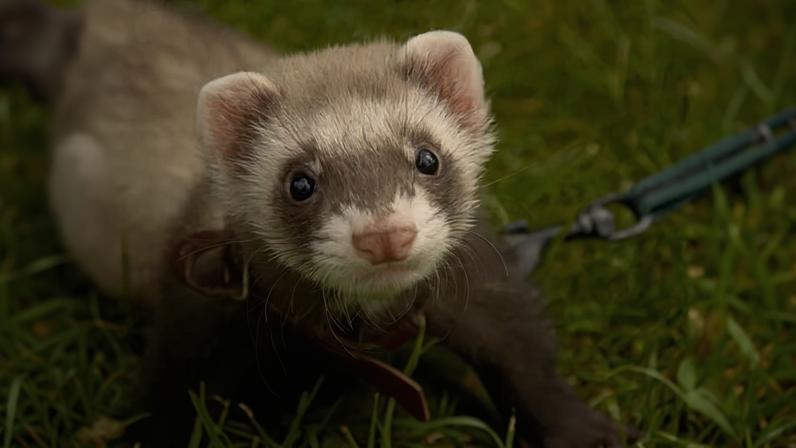 The practise of using ferrets to combat rising rat numbers at Wetherby young offender institution was approved last month.