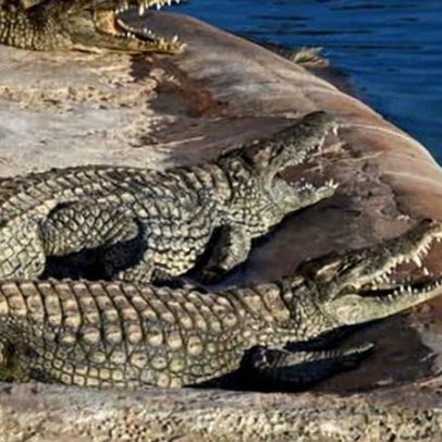 Homem é preso após criança de 3 anos ferida em recinto de crocodilos Cambridgeshire
