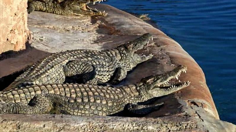 Homem é preso após criança de 3 anos ferida em recinto de crocodilos Cambridgeshire