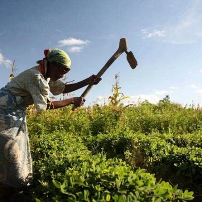 Fazenda de uma mulher serve de modelo para pequenos agricultores no Malawi