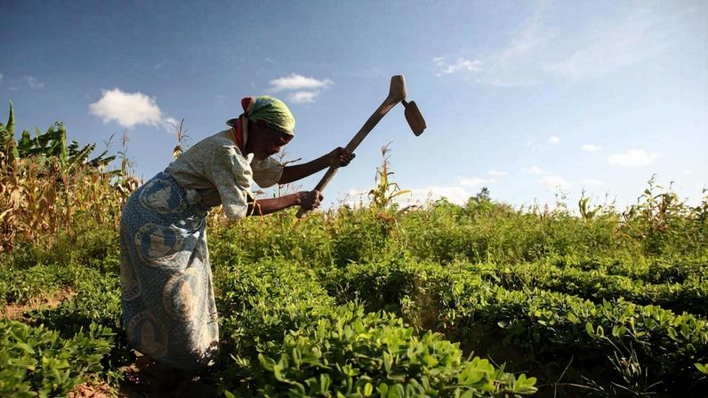 Fazenda de uma mulher serve de modelo para pequenos agricultores no Malawi