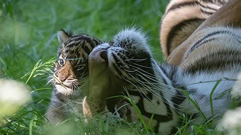 Filhote de tigre raro morre em ninhada de quatro