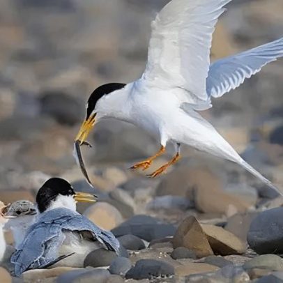 Temem que cães sejam culpados pela queda no número de terns pequenos