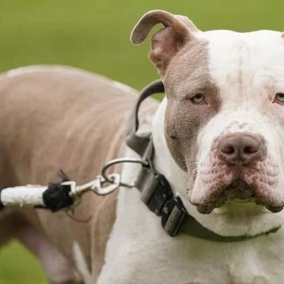 XL Bully: proibição de deixar crianças com menos de 12 anos sozinhas com cães