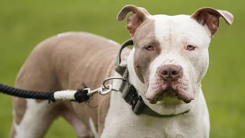 XL Bully: proibição de deixar crianças com menos de 12 anos sozinhas com cães