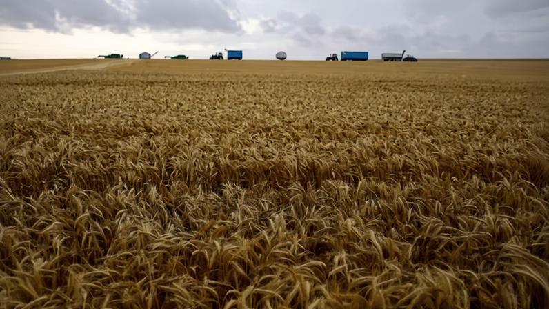 Harvesting wheat in South Australia. The herbicide paraquat will remain legal despite concerns about the health impacts on farmers and workers.