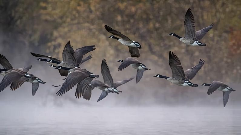 Canada geese take to flight during dense fog.