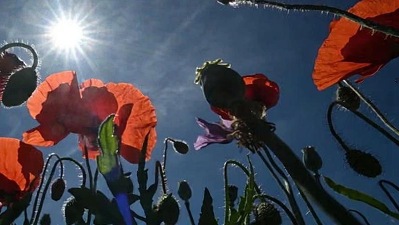 Poppies under the midday sun in Sobotka. Temperatures in Czechiaare forecast to climb to the mid-30s celsius this week.