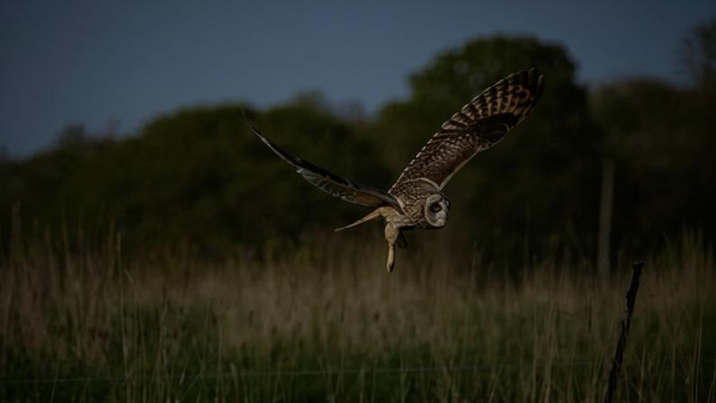 A short-eared owl in flight at Heal Somerset. The number of bird species at the former farm has risen from 67 to 94 in three years.