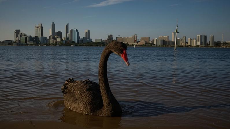 Gripe aviária ameaça espécies icônicas na Austrália