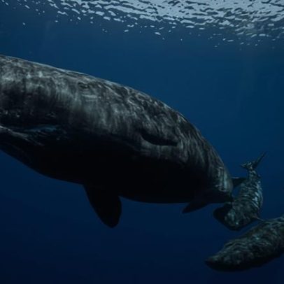 Dialetos diferentes de cachalotes em lados opostos do Mediterrâneo